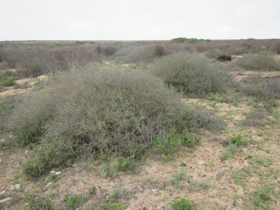 Aspalathus spinescens, photographed by douglaseustonbrown