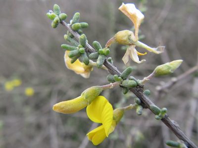 Aspalathus spinescens, photographed by douglaseustonbrown