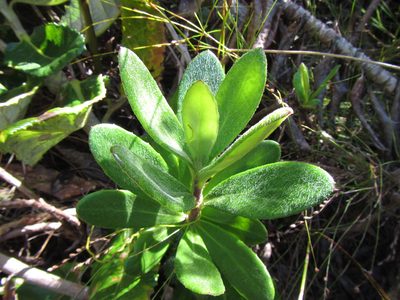 Capelio caledonica, photographed by douglaseustonbrown