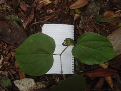Gigasiphon macrosiphon, photographed by Carrie Seltzer