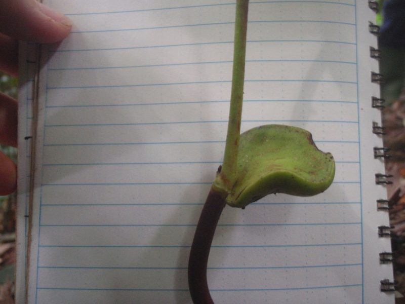 Gigasiphon macrosiphon, photographed by Carrie Seltzer