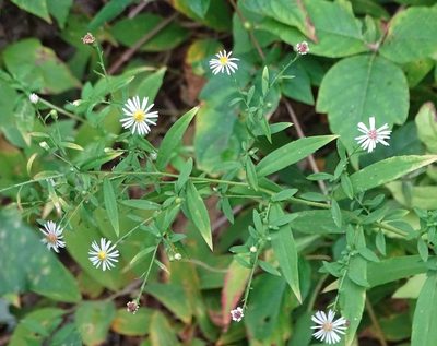 Symphyotrichum ontarionis, photographed by Shirley Zundell