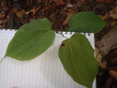 Gigasiphon macrosiphon, photographed by Carrie Seltzer