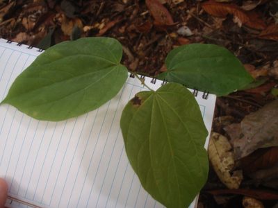 Gigasiphon macrosiphon, photographed by Carrie Seltzer