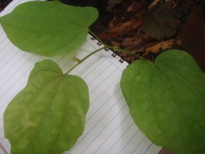 Gigasiphon macrosiphon, photographed by Carrie Seltzer