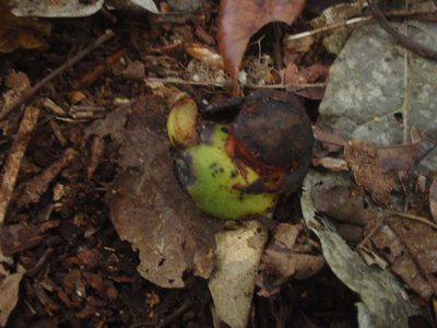 Gigasiphon macrosiphon, photographed by Carrie Seltzer