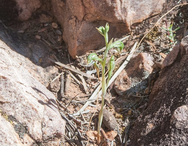 Pterostylis pusilla, photographed by Rolf Lawrenz