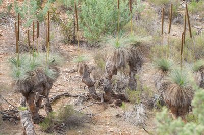 Xanthorrhoea quadrangulata, photographed by Rolf Lawrenz