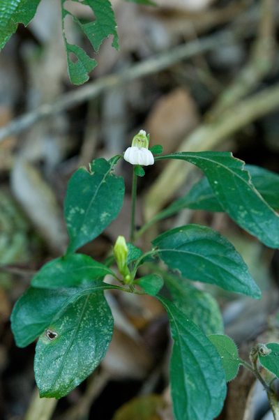Justicia quadrifaria, photographed by Cheng-Tao Lin