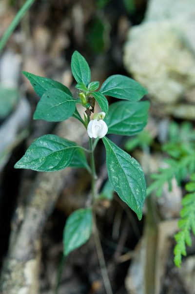Justicia quadrifaria, photographed by Cheng-Tao Lin