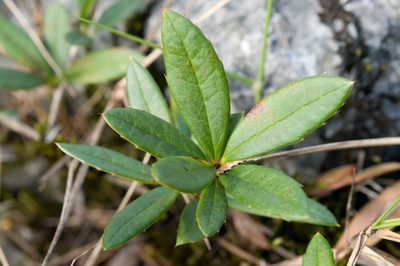 Berberis tarokoensis, photographed by Cheng-Tao Lin
