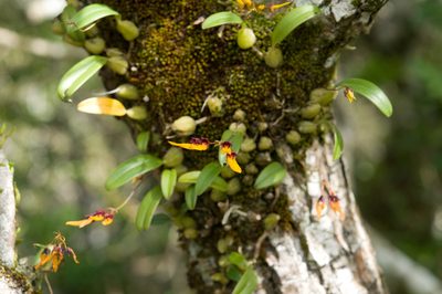 Bulbophyllum retusiusculum, photographed by Cheng-Tao Lin