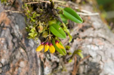 Bulbophyllum retusiusculum, photographed by Cheng-Tao Lin