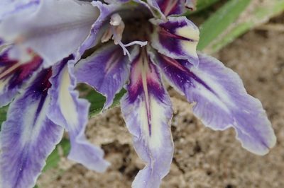 Babiana nana, photographed by Peter Warren