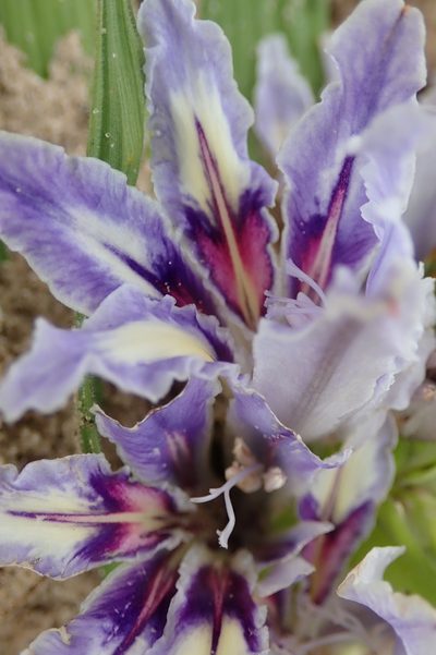 Babiana nana, photographed by Peter Warren