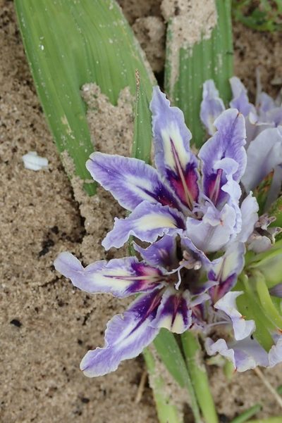 Babiana nana, photographed by Peter Warren