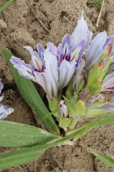 Babiana nana, photographed by Peter Warren