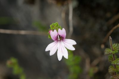 Euphrasia tarokoana, photographed by Cheng-Tao Lin