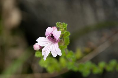 Euphrasia tarokoana, photographed by Cheng-Tao Lin