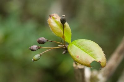 Berberis schaaliae, photographed by Cheng-Tao Lin