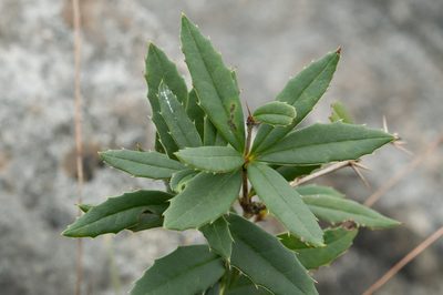 Berberis tarokoensis, photographed by Cheng-Tao Lin