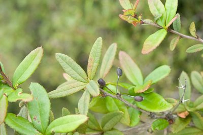 Berberis tarokoensis, photographed by Cheng-Tao Lin
