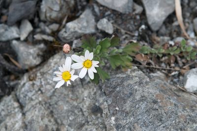 Chrysanthemum morii, photographed by Cheng-Tao Lin