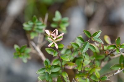 Linnaea chinensis, photographed by Cheng-Tao Lin