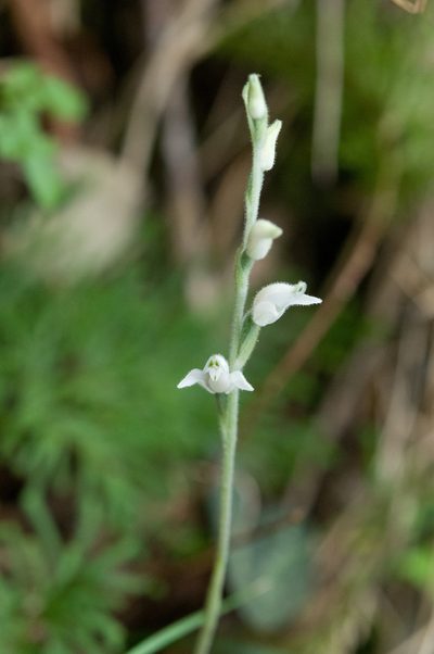 Goodyera schlechtendaliana, photographed by Cheng-Tao Lin