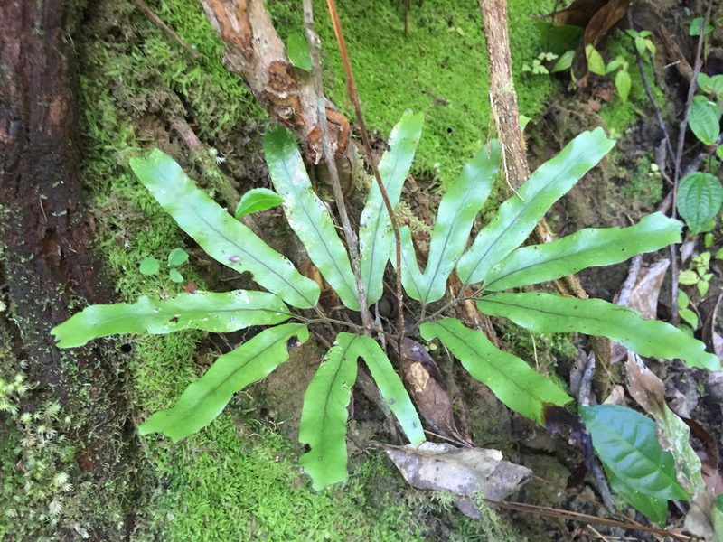 Lygodium lanceolatum, photographed by Scott Loarie