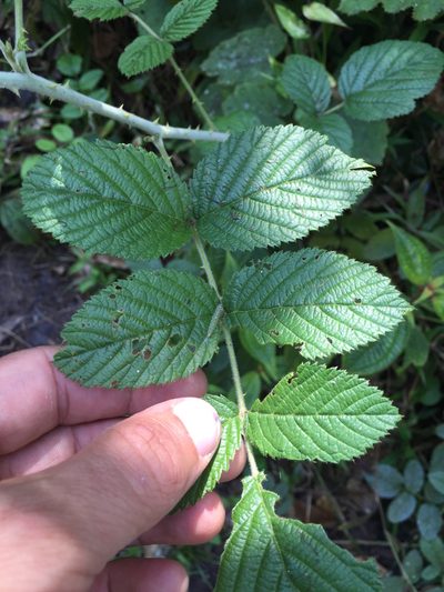Rubus apetalus, photographed by Scott Loarie