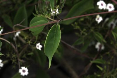 Paederia ciliata, photographed by Alexis López Hernández