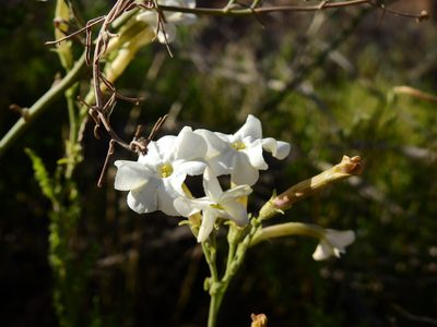 Nicotiana noctiflora, photographed by Guillermo Debandi