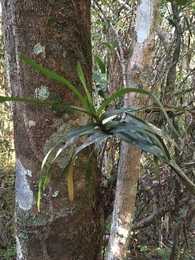 Angraecum viguieri, photographed by Scott Loarie