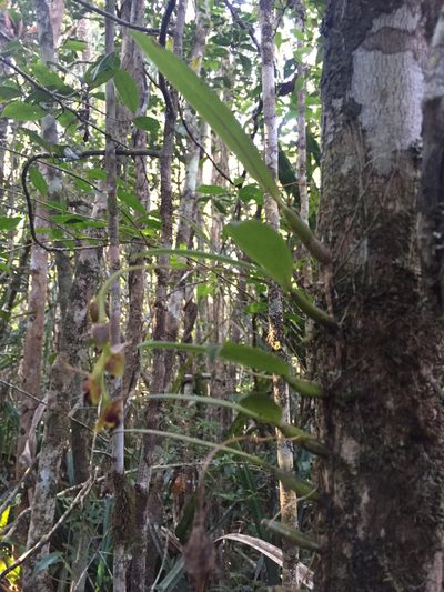 Bulbophyllum francoisii, photographed by Scott Loarie