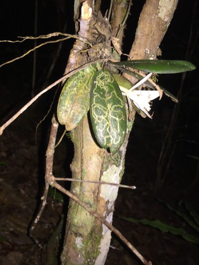 Aerangis fastuosa, photographed by Scott Loarie