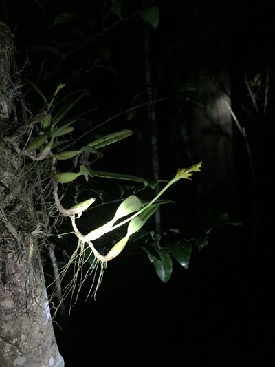 Bulbophyllum auriflorum, photographed by Scott Loarie