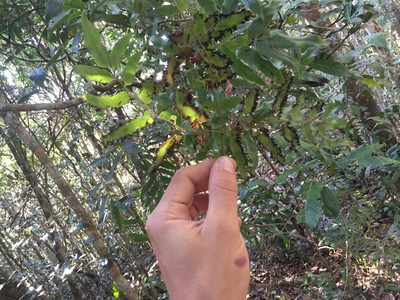 Lygodium lanceolatum, photographed by Scott Loarie