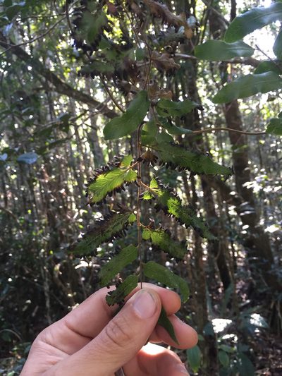 Lygodium lanceolatum, photographed by Scott Loarie