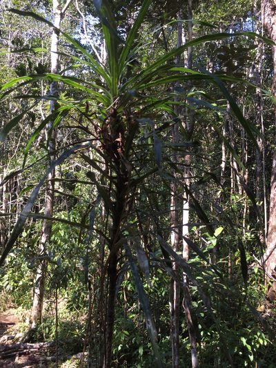 Dracaena xiphophylla, photographed by Scott Loarie
