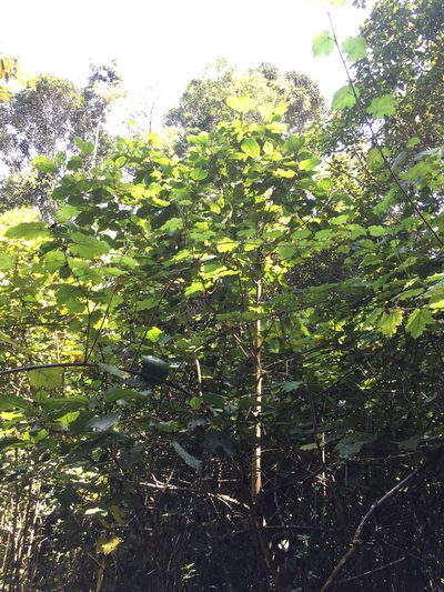 Dichaetanthera cordifolia, photographed by Scott Loarie