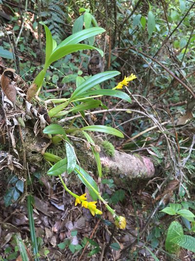 Bulbophyllum auriflorum, photographed by Scott Loarie