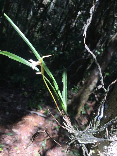 Jumellea stenophylla, photographed by Scott Loarie