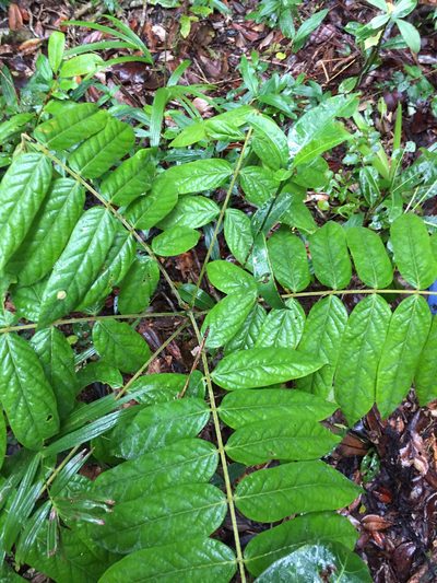 Cnestis polyphylla, photographed by Scott Loarie