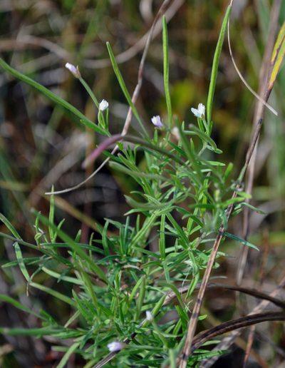 Epilobium leptophyllum, photographed by aarongunnar