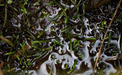 Lilaeopsis chinensis, photographed by bobkennedy
