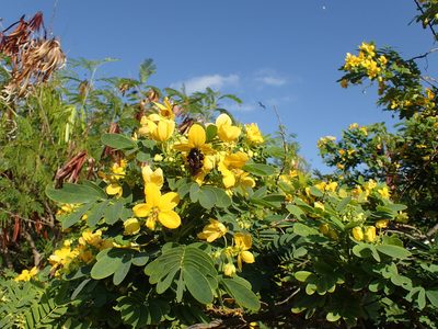 Senna surattensis, photographed by Martin Purdy