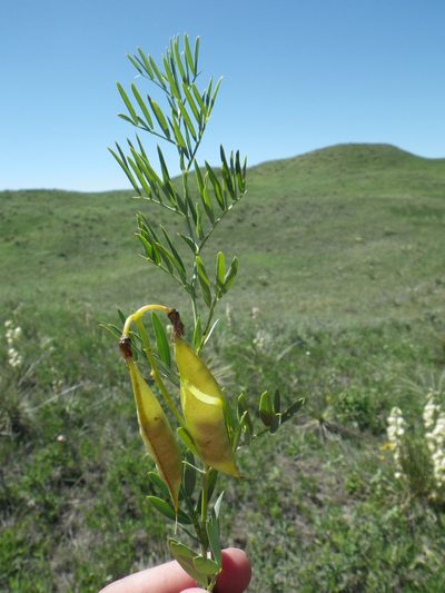 Lathyrus decaphyllus, photographed by Brian Dickerson