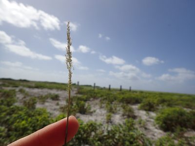 Sporobolus pyramidatus, photographed by Martin Purdy