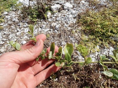 Boerhavia repens, photographed by Martin Purdy